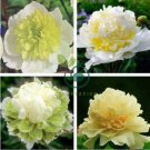 Heirloom 'Ying Ge Lv' Small Green Peony Shrub 10 Seeds
