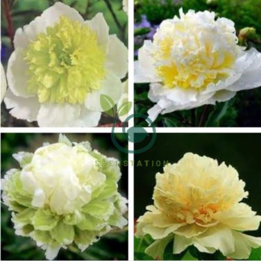 Heirloom 'Ying Ge Lv' Small Green Peony Shrub 10 Seeds
