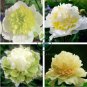 Heirloom 'Ying Ge Lv' Small Green Peony Shrub 10 Seeds