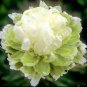Heirloom 'Ying Ge Lv' Small Green Peony Shrub 10 Seeds