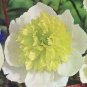 Heirloom 'Ying Ge Lv' Small Green Peony Shrub 10 Seeds