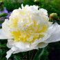 Heirloom 'Ying Ge Lv' Small Green Peony Shrub 10 Seeds