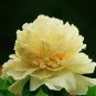 Heirloom 'Ying Ge Lv' Small Green Peony Shrub 10 Seeds