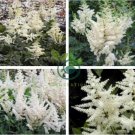 White Astilbe Chinensis 200 Seeds