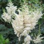 White Astilbe Chinensis 200 Seeds