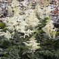 White Astilbe Chinensis 200 Seeds