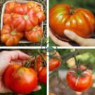 Large Tomato 200 Seeds