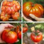 Large Tomato 200 Seeds
