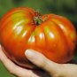 Large Tomato 200 Seeds
