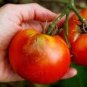 Large Tomato 200 Seeds