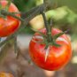 Large Tomato 200 Seeds
