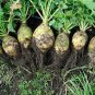 Swede 'Wilhelmsburger' Rutabaga Green Top Vegetables 400 Seeds