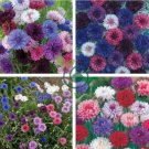 Polka Dot Mix Cornflower 200 Seeds