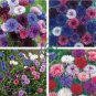 Polka Dot Mix Cornflower 200 Seeds
