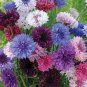 Polka Dot Mix Cornflower 200 Seeds