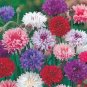 Polka Dot Mix Cornflower 200 Seeds