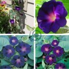 New Star of Yelta Morning Glory Flower 100 Seeds