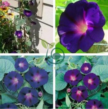 New Star of Yelta Morning Glory Flower 100 Seeds