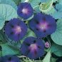 New Star of Yelta Morning Glory Flower 100 Seeds