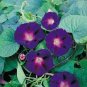 New Star of Yelta Morning Glory Flower 100 Seeds