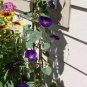 New Star of Yelta Morning Glory Flower 100 Seeds