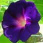 New Star of Yelta Morning Glory Flower 100 Seeds