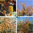 Acacia Inaequilatera Camel Bush Ornamental Plants 4 Seeds