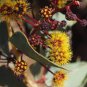 Acacia Inaequilatera Camel Bush Ornamental Plants 4 Seeds