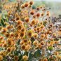 Acacia Inaequilatera Camel Bush Ornamental Plants 4 Seeds