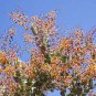 Acacia Inaequilatera Camel Bush Ornamental Plants 4 Seeds
