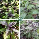 Ocimum basilicum Red Rubin Purple Green Basil Herbs 200 Seeds