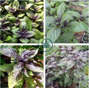 Ocimum basilicum Red Rubin Purple Green Basil Herbs 200 Seeds