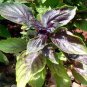 Ocimum basilicum Red Rubin Purple Green Basil Herbs 200 Seeds