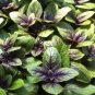 Ocimum basilicum Red Rubin Purple Green Basil Herbs 200 Seeds