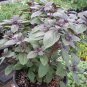 Ocimum basilicum Red Rubin Purple Green Basil Herbs 200 Seeds