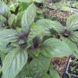 Ocimum basilicum Red Rubin Purple Green Basil Herbs 200 Seeds