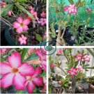 Heirloom 'River of Quick Sand' Adenium Desert rose 4 Seeds