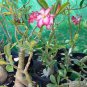 Heirloom 'River of Quick Sand' Adenium Desert rose 4 Seeds
