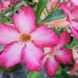Heirloom 'River of Quick Sand' Adenium Desert rose 4 Seeds