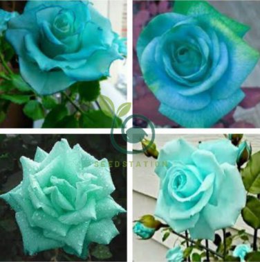 Rare Bright Green Rose Flowers 100 Seeds