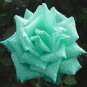 Rare Bright Green Rose Flowers 100 Seeds