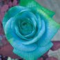 Rare Bright Green Rose Flowers 100 Seeds