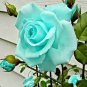 Rare Bright Green Rose Flowers 100 Seeds