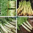 Heirloom Red Skin Asparagus Lettuce Vegetables 60 Seeds