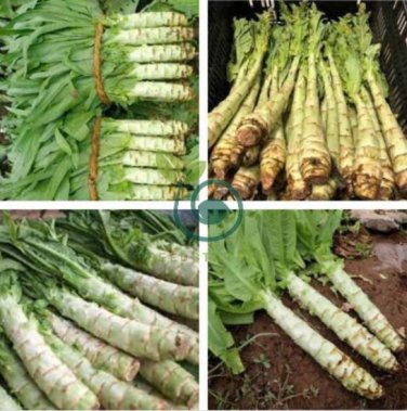 Heirloom Red Skin Asparagus Lettuce Vegetables 60 Seeds
