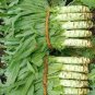 Heirloom Red Skin Asparagus Lettuce Vegetables 60 Seeds