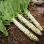 Heirloom Red Skin Asparagus Lettuce Vegetables 60 Seeds