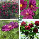 'Phoenix Fire' Purple Peony 10 Seeds