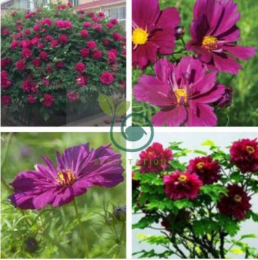 'Phoenix Fire' Purple Peony 10 Seeds