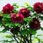 'Phoenix Fire' Purple Peony 10 Seeds